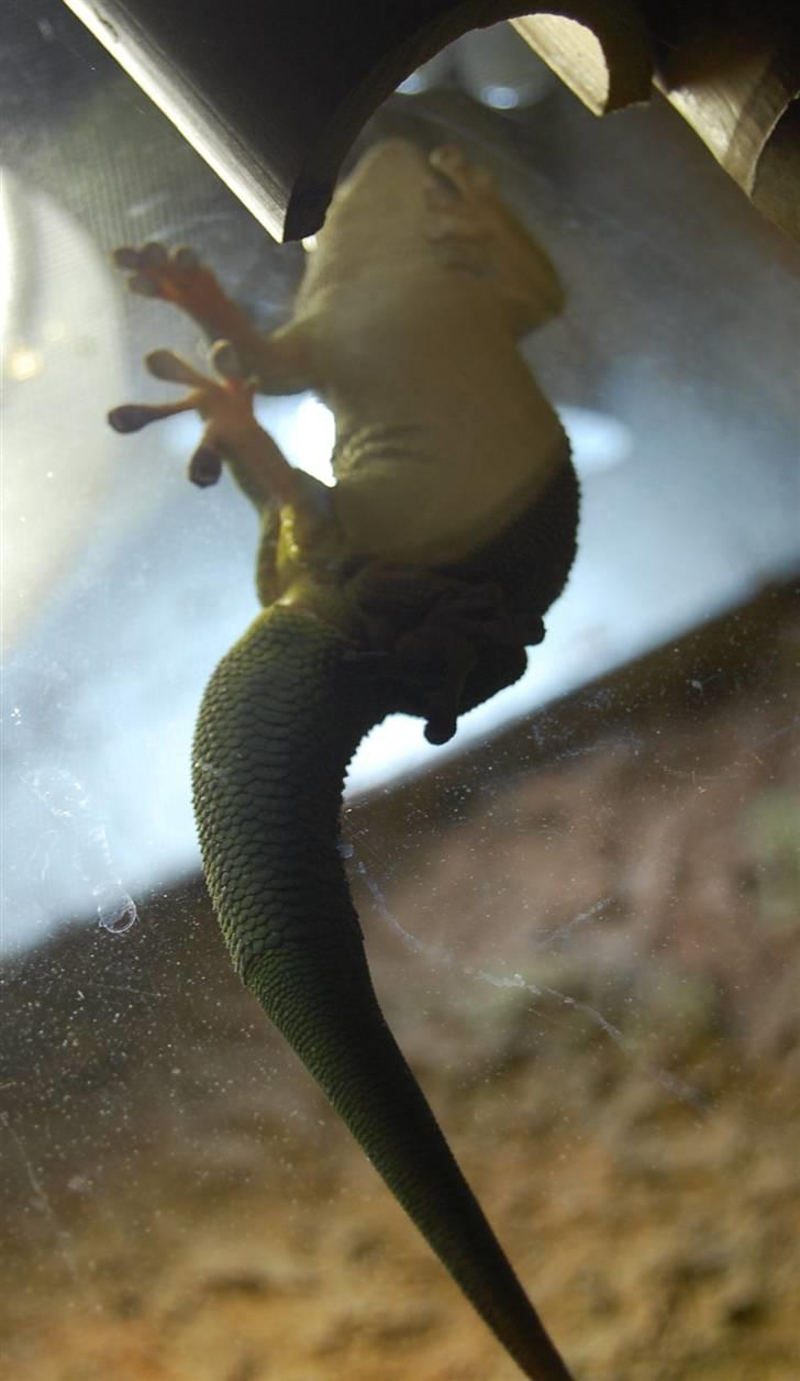 Terrariet! :P - Madagascar daggekko billede 27