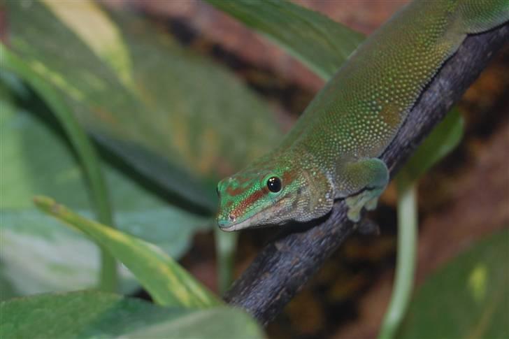 Terrariet! :P - Madagascar daggekko billede 28