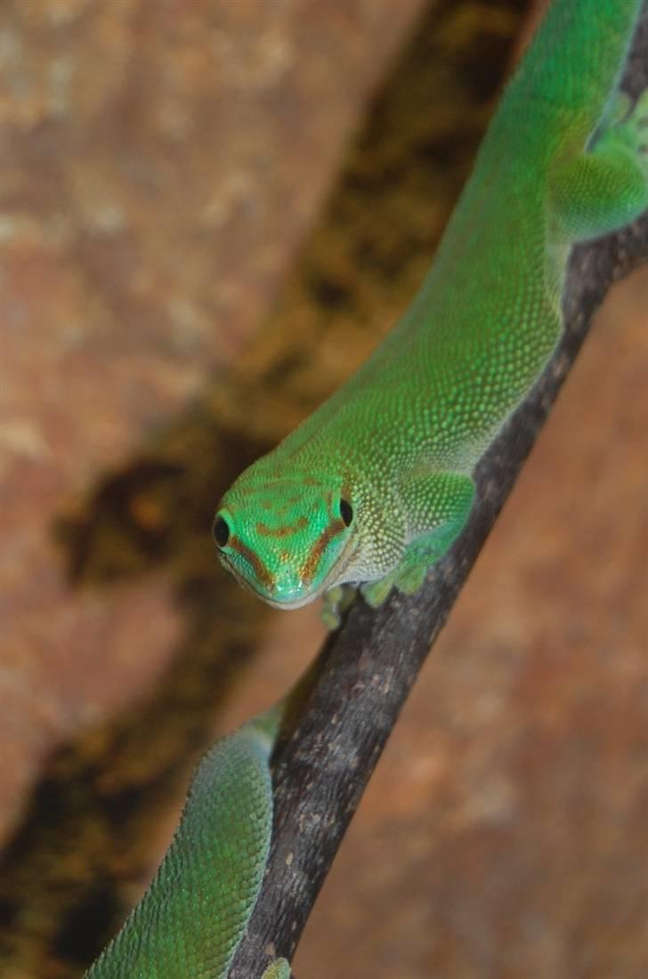 Terrariet! :P - Madagascar daggekko billede 29