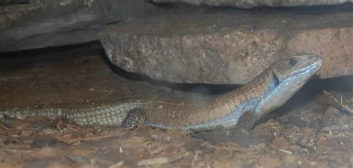 Terrariet! :P - Major pladeøgle billede 30