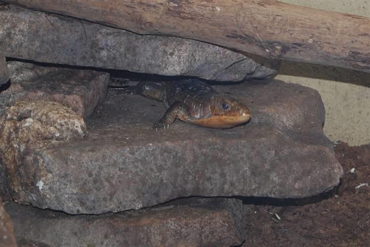 Terrariet! :P - Major pladeøgle billede 31