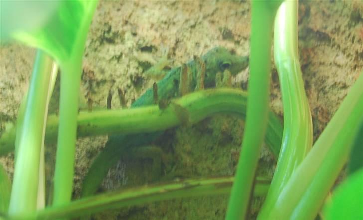 Terrariet! :P - Martinique-anole billede 32