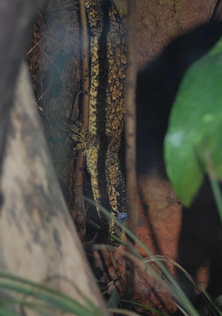 Terrariet! :P - Ny kaledonisk gekko billede 33