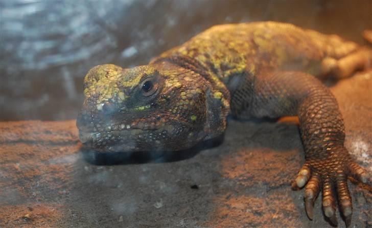 Terrariet! :P - Nordafrikansk tornhaleagam billede 34