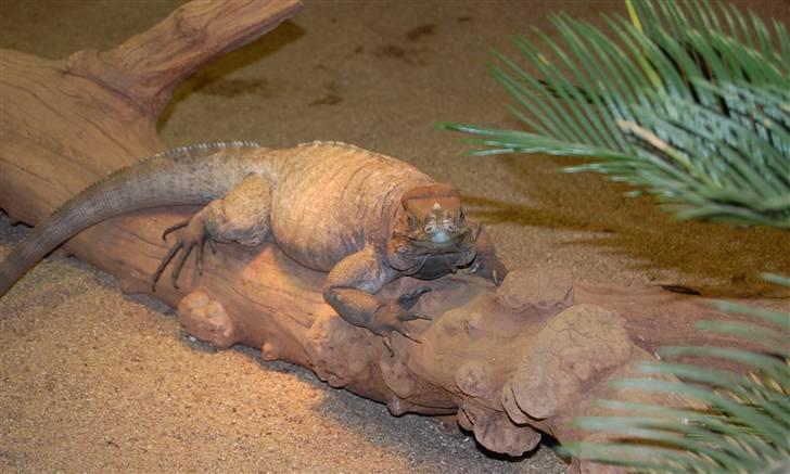 Terrariet! :P - Næsehornsleguan billede 35