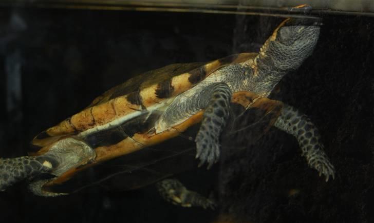 Terrariet! :P - Orangehovedet halsvender billede 36