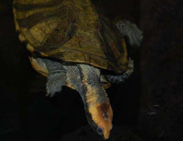 Terrariet! :P - Orangehovedet halsvender billede 37