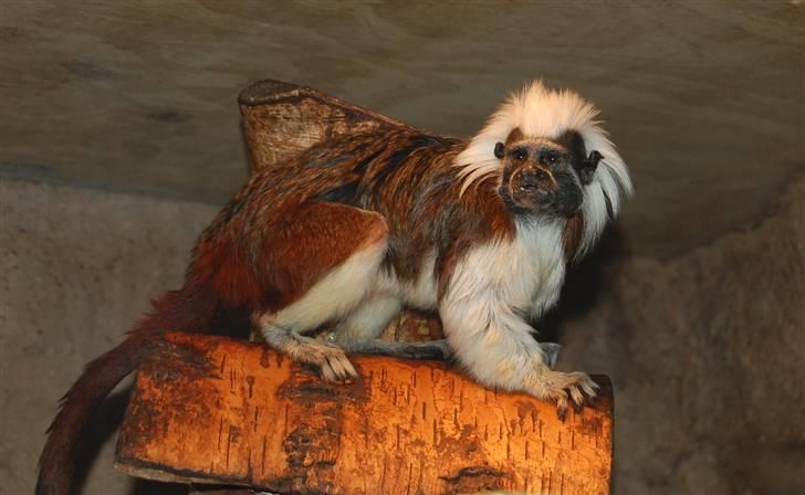 Terrariet! :P - Paryk tamarin billede 38