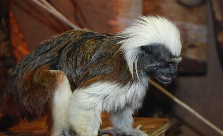Terrariet! :P - Paryk tamarin billede 39