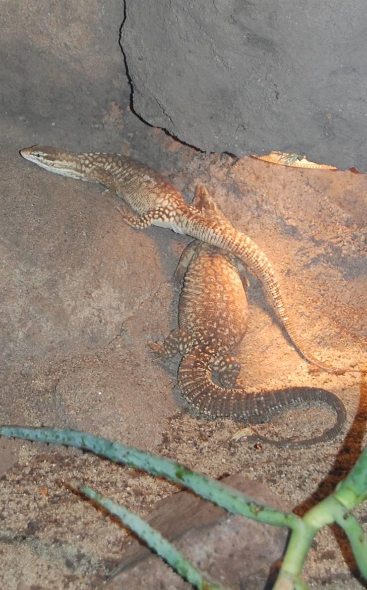 Terrariet! :P - Pighalevaran billede 40