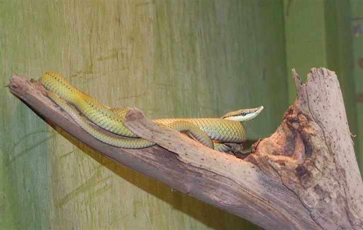 Terrariet! :P - Spissnudet grøn pilsnog billede 41