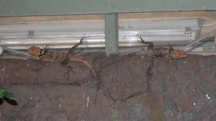 Terrariet! :P - Stylteløber leguan billede 42