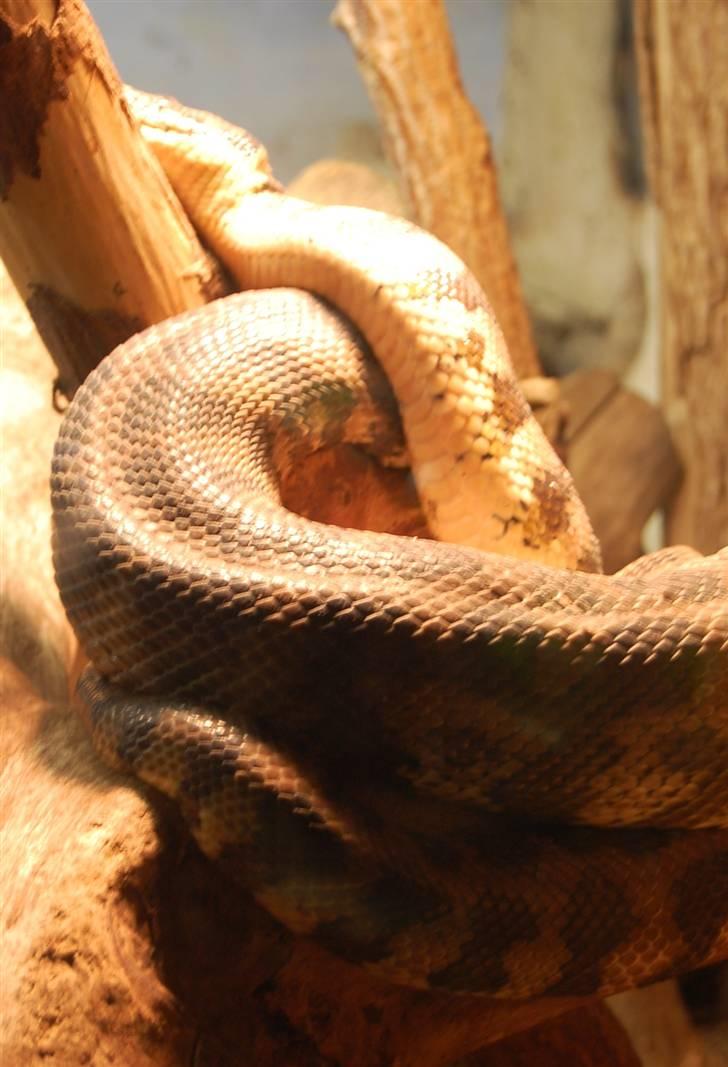 Terrariet! :P - Mener det er en netpyton billede 43