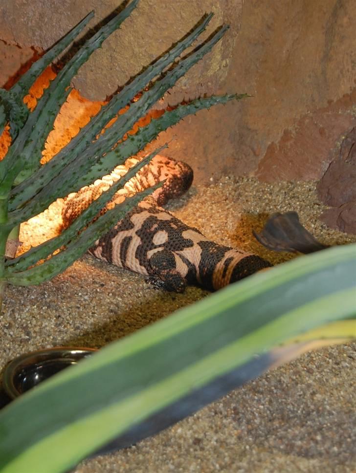 Terrariet! :P - ?? billede 44