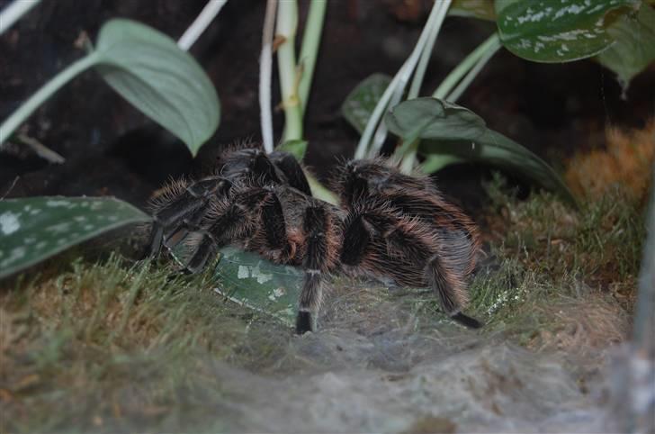 Terrariet! :P - Klam edderkop billede 45