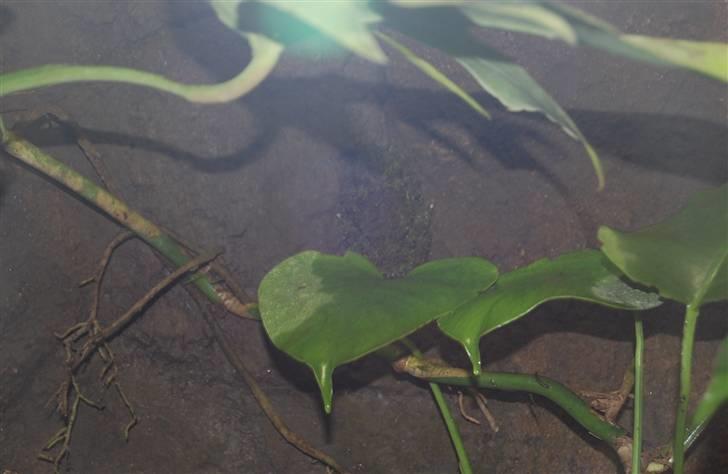 Terrariet! :P - Tonkin-mosfrø billede 46