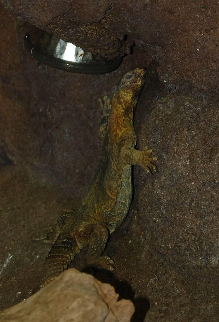 Terrariet! :P - Tornhale agam billede 47