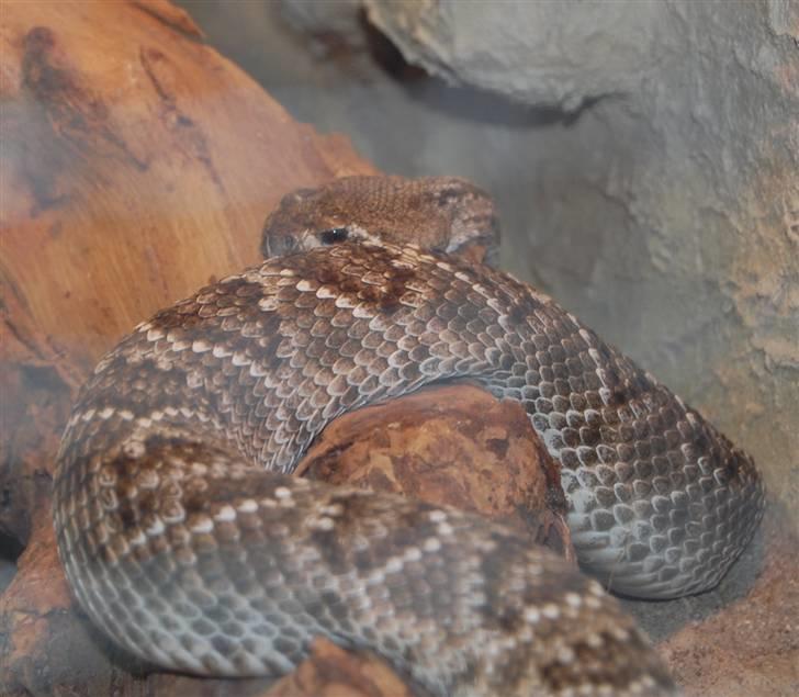 Terrariet! :P - Vestlig diamant klapperslange billede 48