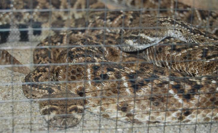 Terrariet! :P - Vestlig diamant klapperslange billede 49