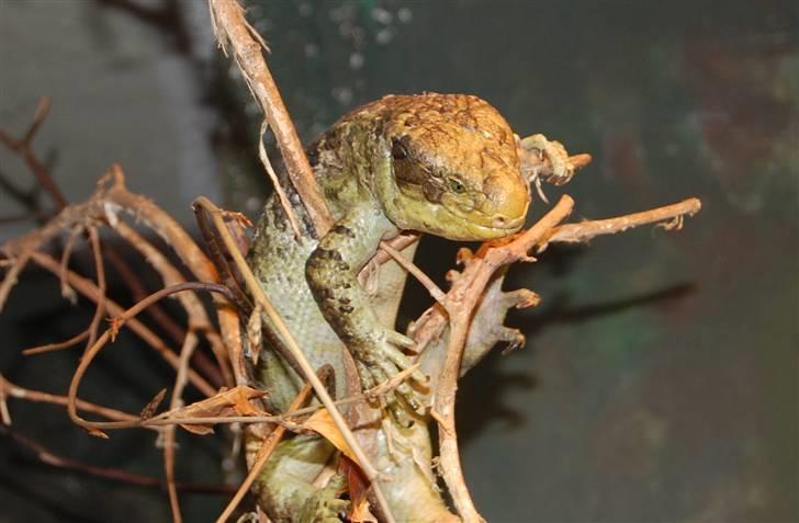 Terrariet! :P - Tornhaleskink billede 50