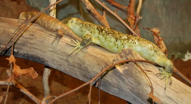 Terrariet! :P - Tornhaleskink billede 51