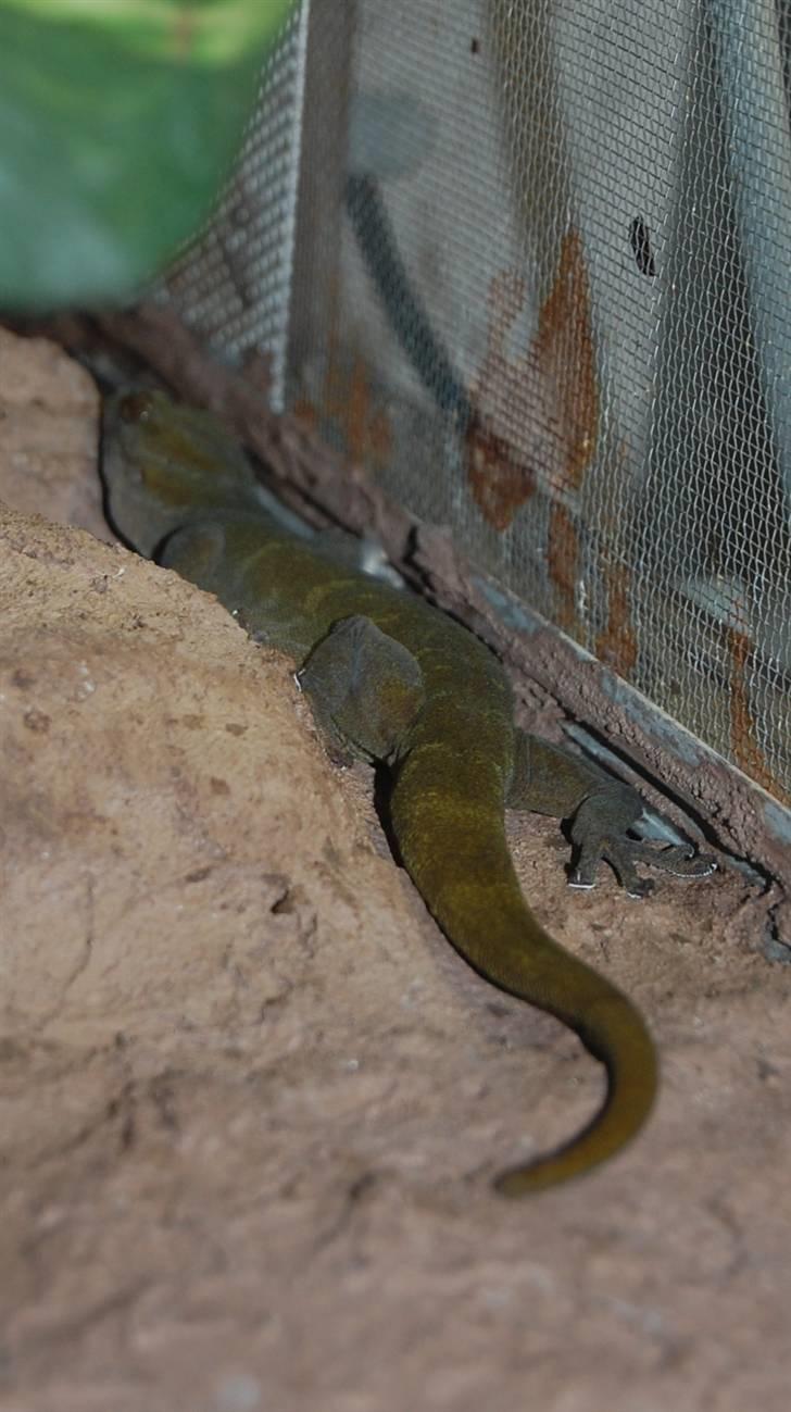 Terrariet! :P - Vietnamesisk gylden gekko billede 52