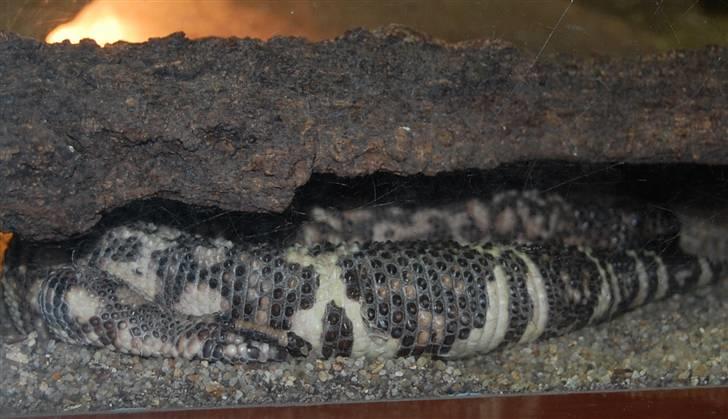 Terrariet! :P - Vorteøgle billede 53