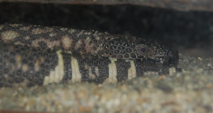 Terrariet! :P - Vorteøgle billede 54