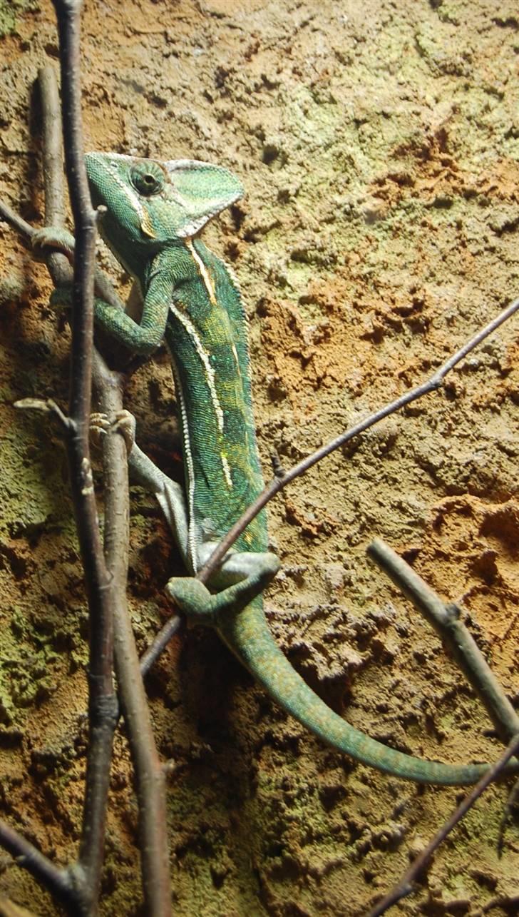 Terrariet! :P - Yemenkamæleon billede 55