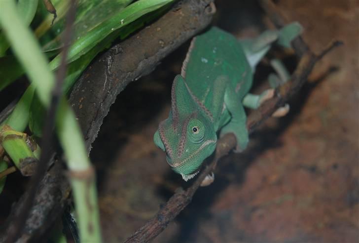 Terrariet! :P - Yemenkamæleon billede 56