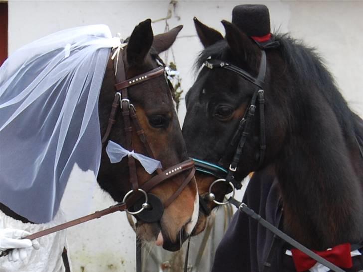 "Fastelavn er mit navn ..."  Fastelavns billeder :'D - Prins og Maggie<33

Klædt ud som brud og brudegom :] Så nu er de officelt blevet gift ! <3
Fotograf: Min mor d: billede 8