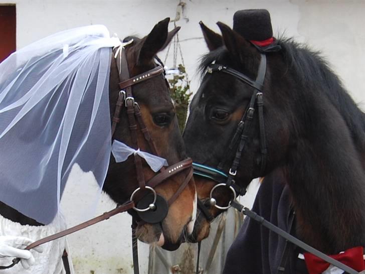 "Fastelavn er mit navn ..."  Fastelavns billeder :'D - Prins og Maggie<33

Klædt ud som brud og brudegom :] Så nu er de officelt blevet gift ! <3 billede 1