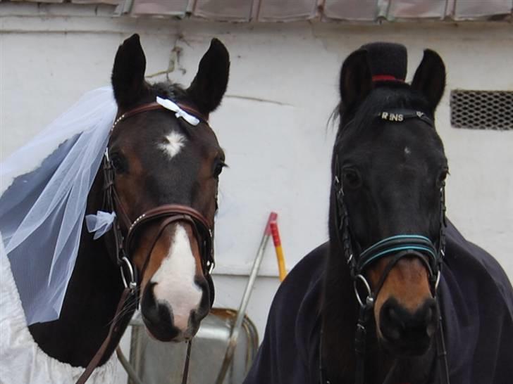 "Fastelavn er mit navn ..."  Fastelavns billeder :'D - Prins og Maggie<33

Klædt ud som brud og brudegom :] Så nu er de officelt blevet gift ! <3
Fotograf: Min mor d: billede 13