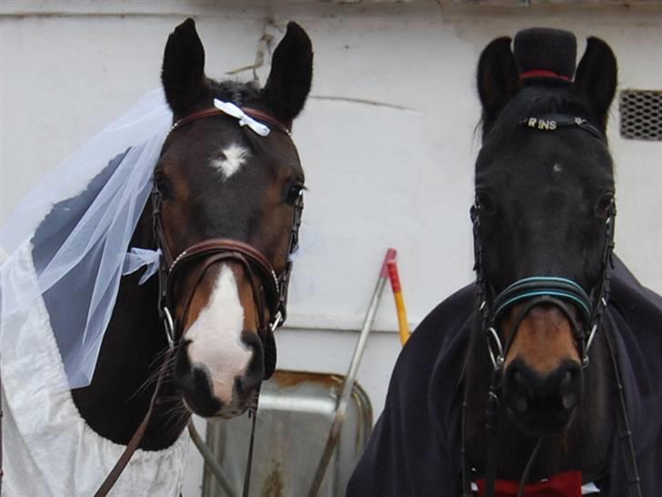 "Fastelavn er mit navn ..."  Fastelavns billeder :'D - Prins og Maggie<33

Et perfekt par !<3
Fotograf: Min mor d: billede 15