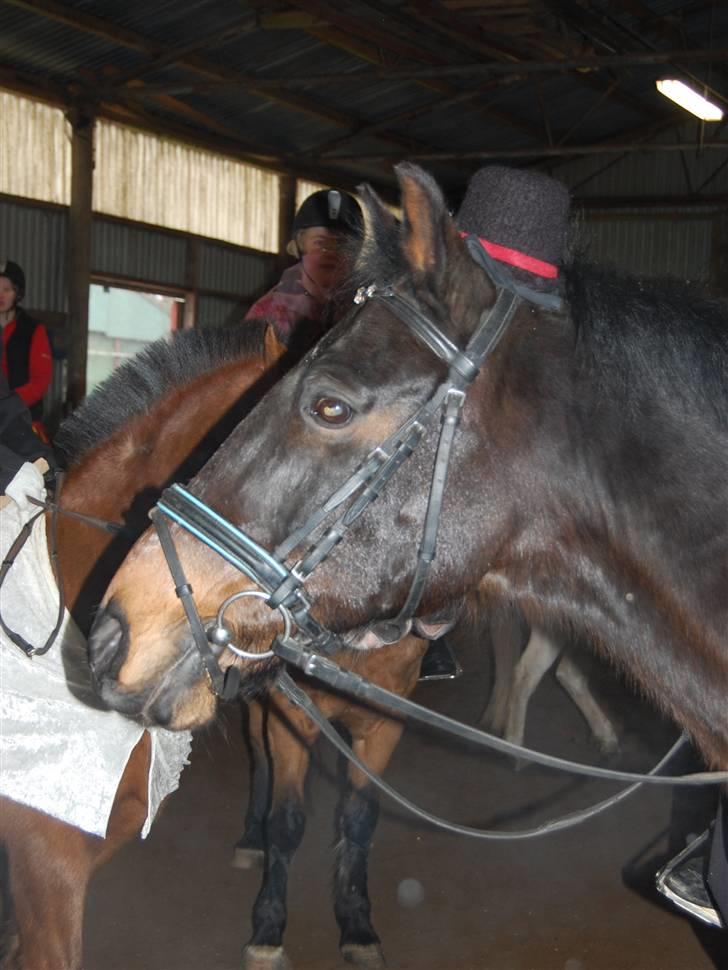 "Fastelavn er mit navn ..."  Fastelavns billeder :'D - Prinsen !<3
Fotograf: Min mutti<3 billede 47