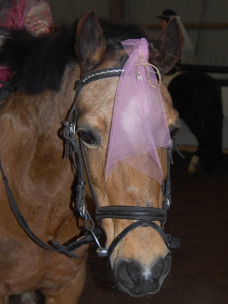 "Fastelavn er mit navn ..."  Fastelavns billeder :'D - Camilla som er klædt ud som mavedanser ;D

Fotograf: Min mor d: billede 52