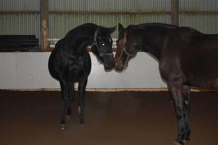 "Fastelavn er mit navn ..."  Fastelavns billeder :'D - Majsen og Stine i ridehallen, de er da nogle søde hopper d:
Fotograf: Mig billede 66