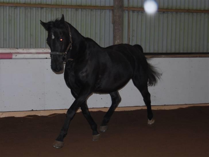 "Fastelavn er mit navn ..."  Fastelavns billeder :'D - Majsen <3
Fotograf: Mig ;] billede 70