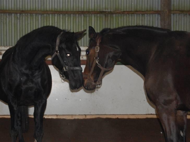 "Fastelavn er mit navn ..."  Fastelavns billeder :'D - Stine og Majsen igen <3
Fotograf: Mig billede 75