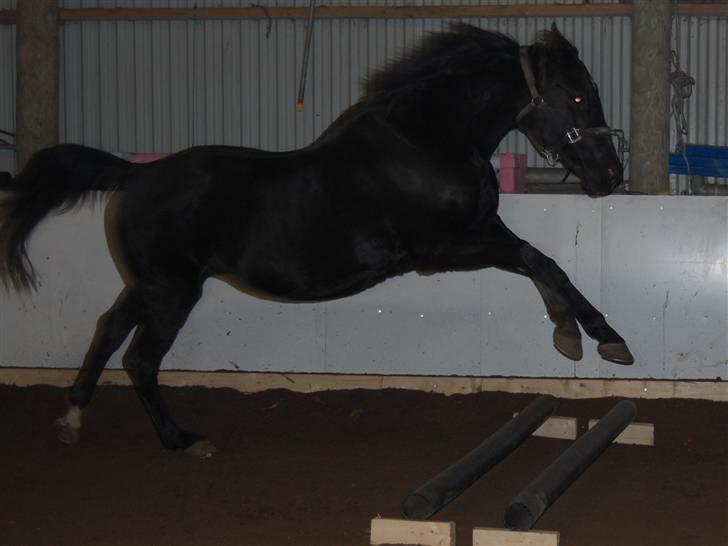 "Fastelavn er mit navn ..."  Fastelavns billeder :'D - Majsen <3
Fotograf: Mig ;] billede 78