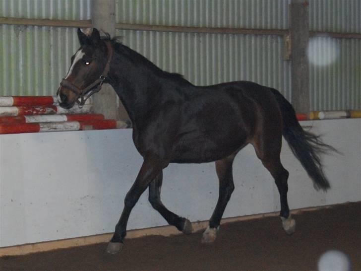 "Fastelavn er mit navn ..."  Fastelavns billeder :'D - Stine ;]
Fotograf: Miiiiig ! d: billede 80