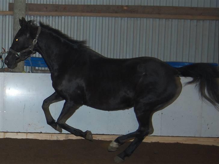 "Fastelavn er mit navn ..."  Fastelavns billeder :'D - Majsen <3
Fotograf: Mig ;] billede 87