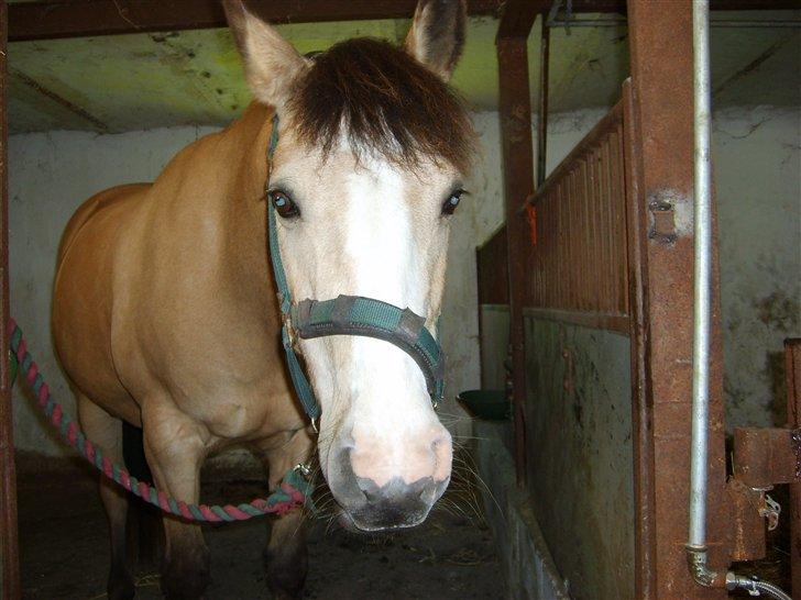 Marong<3(: - Står i boksen<3. billede 1