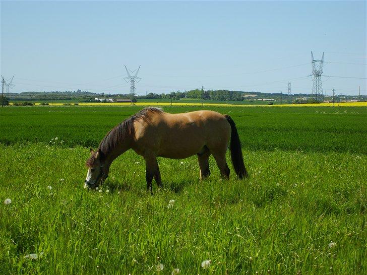 Marong<3(: - Ude på marken.<3 billede 2