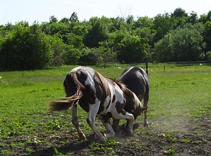 Hestene på Rørmosegård i Ishøj. - Drengene der leger; Apache og Renzo billede 28