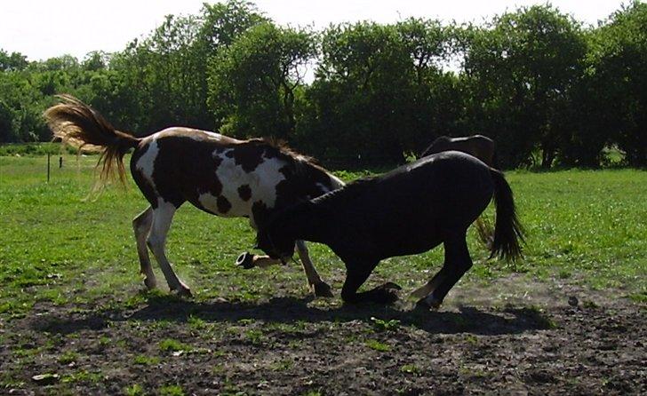 Hestene på Rørmosegård i Ishøj. billede 29