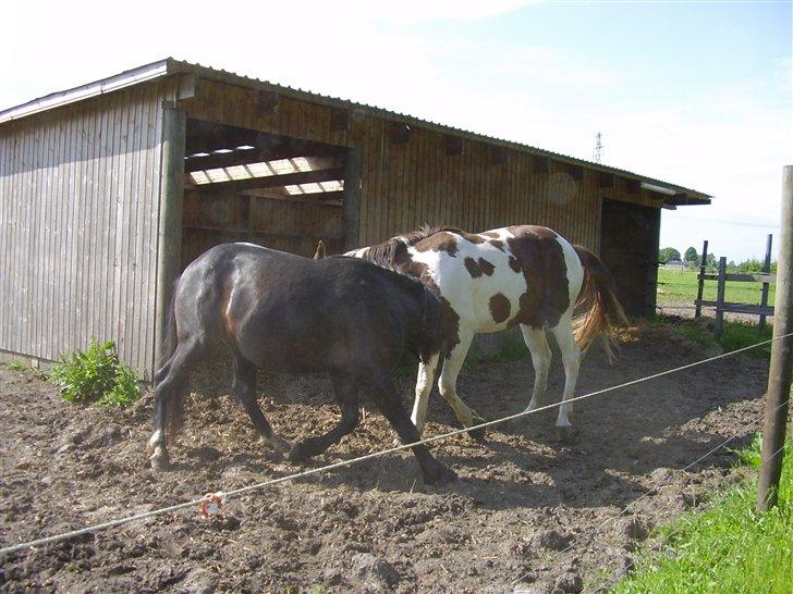 Hestene på Rørmosegård i Ishøj. billede 30