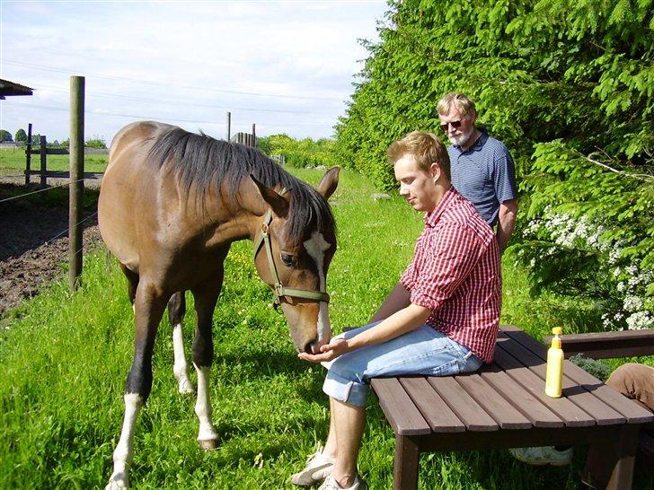 Hestene på Rørmosegård i Ishøj. - Sandy (Sødals Santiago) & Kasper billede 31