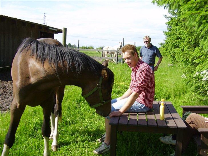 Hestene på Rørmosegård i Ishøj. billede 32