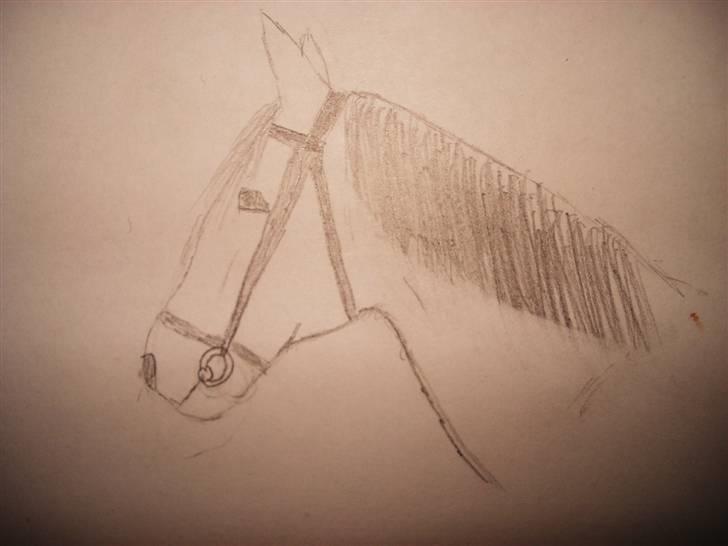 Mine første heste tegninger! :) - Musse! :D min 4 heste tegning.. billede 3
